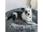 Adopt Brandy a White - with Black Mutt / Mixed dog in Escondido, CA (39758695)