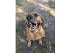 Adopt Maggie a Tan/Yellow/Fawn Rhodesian Ridgeback / Hound (Unknown Type) /
