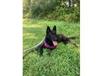 Adopt Hilda a German Shepherd Dog / Mixed dog in Walden, NY (40360502)