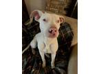Adopt Draco a White Catahoula Leopard Dog dog in Shreveport, LA (40703850)