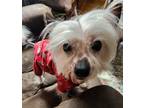 Adopt Dougle a White Chinese Crested / Mixed dog in Camden County, NJ (40703817)