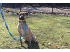 Adopt Cooper a Brindle Plott Hound / Hound (Unknown Type) / Mixed dog in