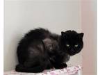 Adopt Aspen a All Black Domestic Shorthair / Mixed (short coat) cat in