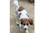 Adopt Clarissa a White - with Tan, Yellow or Fawn Jack Russell Terrier / Mixed