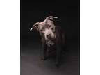Adopt Xena a Merle American Pit Bull Terrier / Mixed Breed (Medium) / Mixed