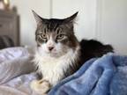 Adopt Monkey a Gray, Blue or Silver Tabby Maine Coon (long coat) cat in Jurupa