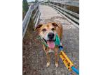 Adopt Baxter a Red/Golden/Orange/Chestnut - with White Labrador Retriever /