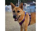 Adopt Jjajang a Brown/Chocolate - with Tan Jindo / Mixed dog in Calgary