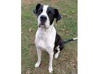 Adopt Aries a Great Dane / Boxer / Mixed dog in Bullard, TX (40224455)