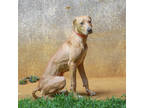 Adopt Mr. Green a Tan/Yellow/Fawn Hound (Unknown Type) / Mixed Breed (Medium) /
