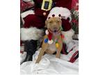 Adopt Sasha a Tan/Yellow/Fawn - with White American Staffordshire Terrier /
