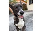 Adopt Ozzie a Brown/Chocolate - with White Mixed Breed (Large) / Mixed dog in