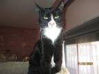Adopt Ellbee a Black & White or Tuxedo Domestic Shorthair (short coat) cat in
