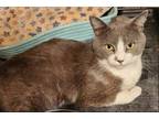 Adopt George a Gray or Blue (Mostly) Domestic Shorthair / Mixed cat in
