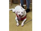 Adopt Pallaton a White American Staffordshire Terrier / Mixed Breed (Medium) /