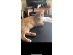 Adopt Hobbs a Orange or Red Tabby Tabby (short coat) cat in Fairborn