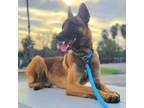 Adopt Josie a Red/Golden/Orange/Chestnut - with Black Belgian Malinois / Mixed
