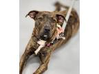 Adopt Matilda a Brindle Mixed Breed (Small) / Mixed Breed (Medium) / Mixed