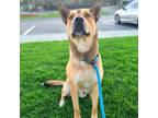 Adopt Beckham a Tan/Yellow/Fawn - with Black German Shepherd Dog / Jindo / Mixed