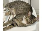 Adopt Daisy a Brown Tabby Domestic Shorthair / Mixed Breed (Medium) / Mixed