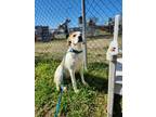 Adopt spot 1 a White Pointer / Mixed Breed (Medium) / Mixed (short coat) dog in