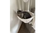 Adopt Astro a Tiger Striped Maine Coon / Mixed (medium coat) cat in Springfield