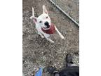Adopt Cain a White Terrier (Unknown Type, Medium) / Mixed dog in Abbeville