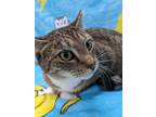 Adopt Mazzy Star a Brown Tabby Domestic Shorthair / Mixed (short coat) cat in
