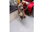 Adopt Luminous a Tan/Yellow/Fawn American Pit Bull Terrier / Mixed Breed