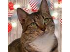 Adopt Dakota (In Foster) a Gray, Blue or Silver Tabby Domestic Shorthair (short