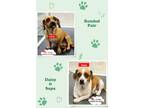 Adopt Daisy - Bonded Pair with Sapa a Dachshund / Black Mouth Cur dog in West