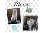Adopt Massini a Gray or Blue (Mostly) Domestic Shorthair (short coat) cat in