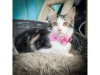 Adopt Dolly a Tan or Fawn Tabby Tabby (medium coat) cat in Sherman