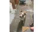 Adopt Buster a Black - with Gray or Silver American Pit Bull Terrier / Mixed