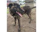 Adopt SIMON a Brindle Mountain Cur / Plott Hound / Mixed dog in BELL GARDENS