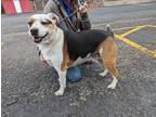 Adopt Candi a Black - with Tan, Yellow or Fawn Mixed Breed (Large) / Mixed dog