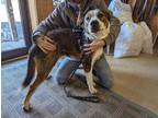 Adopt Roxy a Brindle - with White Mixed Breed (Large) / Mixed dog in Reeds