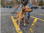 Adopt Lola a Tan/Yellow/Fawn - with White Mixed Breed (Large) / Mixed dog in