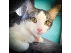 Adopt Noodles a White (Mostly) Tabby (medium coat) cat in Sherman, TX (40698924)