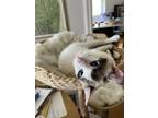 Adopt Hudson a White (Mostly) Snowshoe / Mixed (short coat) cat in Oakland