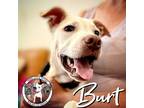 Adopt Burt Grace a Tan/Yellow/Fawn - with Black Labrador Retriever dog in