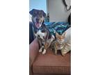 Adopt Tecca a White German Shepherd Dog / Doberman Pinscher / Mixed dog in
