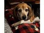 Adopt Porthos a Tricolor (Tan/Brown & Black & White) Beagle / Mixed dog in Wake