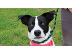 Adopt Billy G a White Terrier (Unknown Type, Medium) / Mixed dog in Abbeville