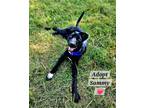 Adopt Sammy a Black German Shorthaired Pointer / Jindo / Mixed dog in Roxboro