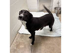 Adopt Heidi a Black Australian Kelpie / Mixed Breed (Medium) / Mixed (short