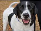 Adopt Apollo Creed a Black Border Collie / Mixed Breed (Medium) / Mixed (short