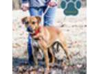 Adopt Brownie Jean a Brown/Chocolate - with Black Mixed Breed (Medium) / Mixed