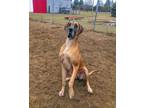 Adopt Zara a Tricolor (Tan/Brown & Black & White) Great Dane / Mixed dog in