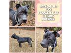 Adopt 2024-01-112 *Lucy* a American Pit Bull Terrier / Mixed dog in Winder